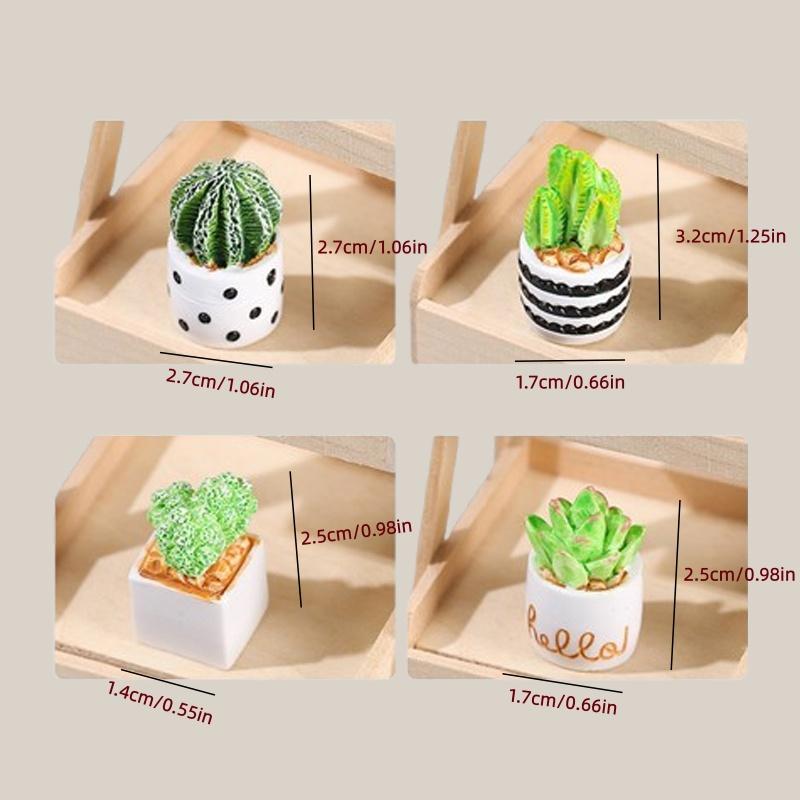 Набор из 4-х миниатюрных сукку – обзор и цена Echeveria Succulent